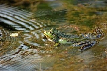 Teichfrosch mit Schallwellen beim Revierkampf
