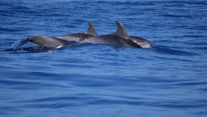 Fototapeta premium delfini