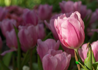 pink tulips flower blooming in garden