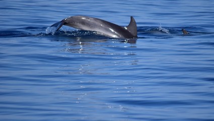 Fototapeta premium colpo di coda