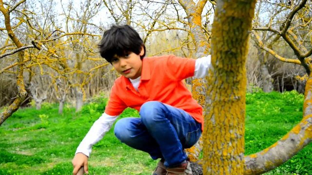 Boy 8 age dressed in red t-shirt climbimg up a tree