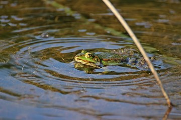 Schwimmender Teichfrosch
