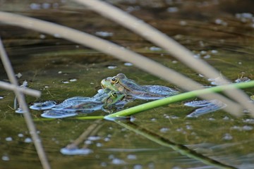 Kampf der Teichfrösche

