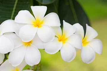 Plumeria or Paper flower on tree plant