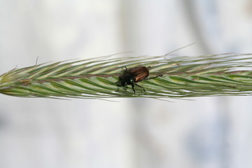 Heide mit Käfer