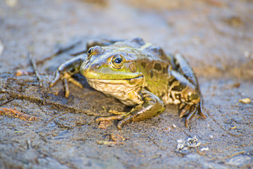 green frog sitting in a lagoon.