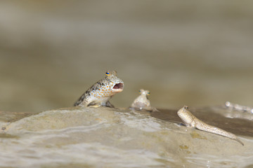 Rockskipper or Mudskipper fish. These amphibious fish can walk on land
