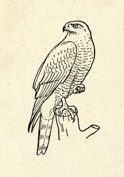 Northern goshawk (Accipiter gentilis)