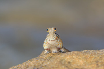 Rockskipper or Mudskipper fish. These amphibious fish can walk on land