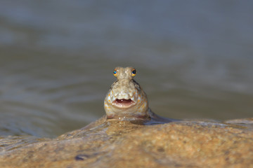 Rockskipper or Mudskipper fish. These amphibious fish can walk on land