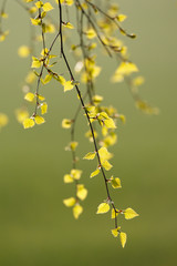 Fresh birch leaves in springtime