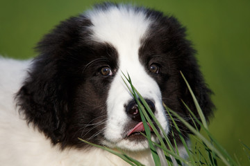 Portrait of landseer puppy