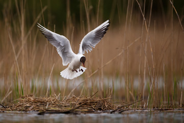 Fototapeta premium Black headed gull landing onto nest
