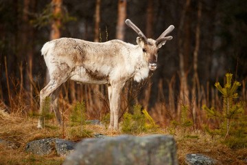 Portrait of young caribou (reindeer)