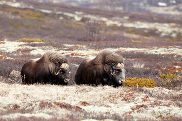 Musk oxes on Dovrjefell mountains © indukas