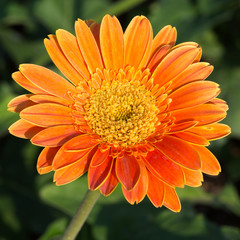 orange gerbera flower in garden, close-up image