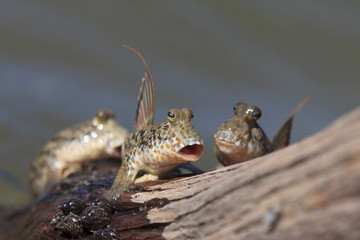 Rockskipper or Mudskipper fish. These amphibious fish can walk on land