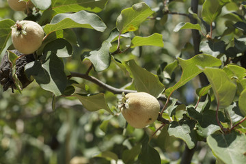 Quince growing on the tree