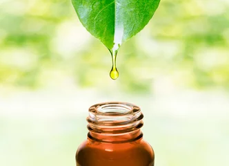 Foto op Plexiglas Herbal essence. Alternative healthy medicine. Skin care. Essential oil or water dropping from fresh leaf to the bottle.  © MoustacheGirl