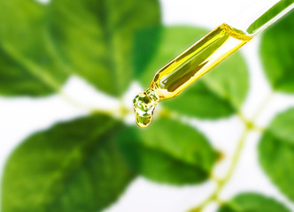 Organic essence. Essential oil Skin care,alternative medicine.  - obrazy, fototapety, plakaty