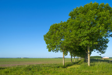 Double row of trees in sunlight along a field in spring