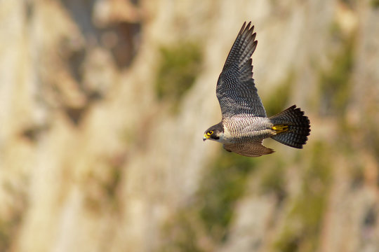 Falcone pellegrino (Falco peregrinus) adulto in volo