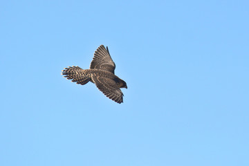 Falcone pellegrino (Falco peregrinus) - giovane in volo