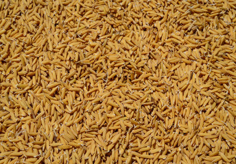rice seed shells