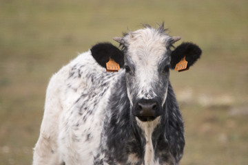 Obraz premium Close up view of a young white and black cow grazing the pasture.