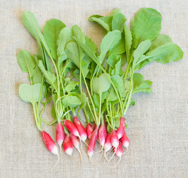 Bunch of fresh young spring radish on a gray sackcloth