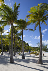 Fototapeta premium Sandy beach and palm trees