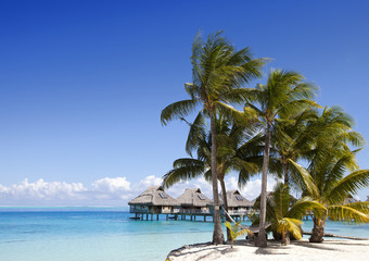 The island with palm trees in the ocean