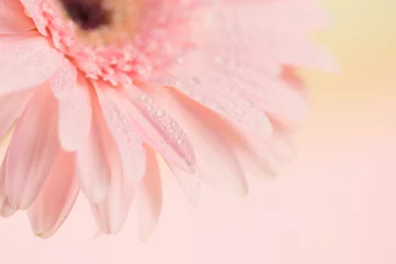 Crédence de cuisine en verre imprimé Gerbera Gros plan et mise au point sélective de la fleur de Gerbera rose doux