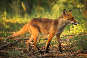 Fox on the summer forest