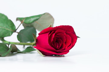 red rose flower on white background