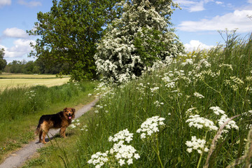 Hund beim Spaziergang in der Natur © Sabine Schönfeld