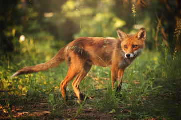 Fox on the summer forest