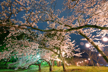 夜桜
