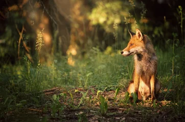 Fox on the summer forest