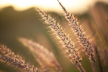 Field of Grass During Sunset