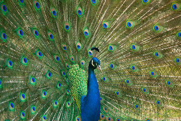 Obraz premium Portrait of Peacock with Feathers Out