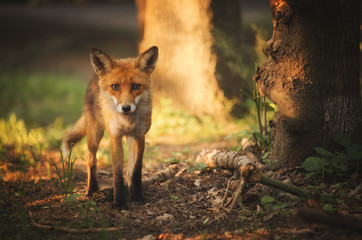 Fox on the summer forest - 84516024