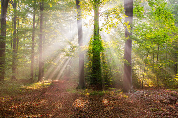 rays in the forest