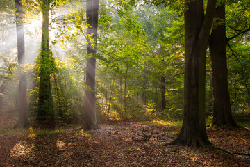 rays in the forest
