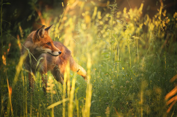 Fox on the summer forest - 84516058