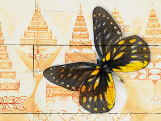 butterfly( Thai background )