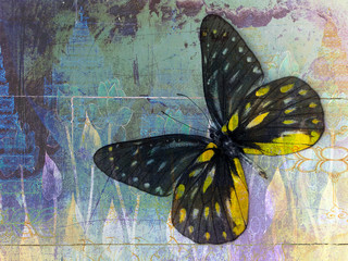 butterfly( Thai background )