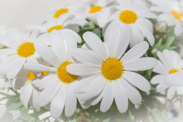 daisy flowers - spring blossom