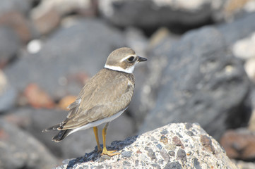 Adult Kentish Plover Water Bird