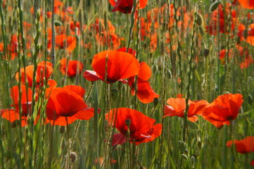 Fototapeta premium corn poppy - Papaver rhoeas (152)